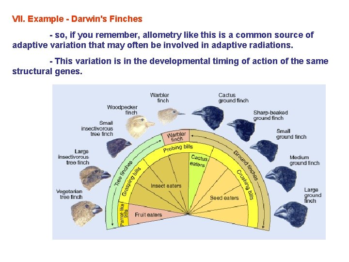 VII. Example - Darwin's Finches - so, if you remember, allometry like this is