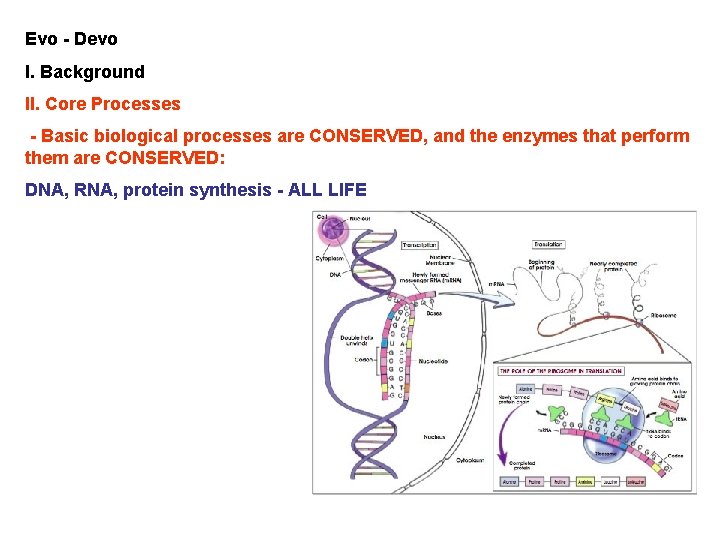 Evo - Devo I. Background II. Core Processes - Basic biological processes are CONSERVED,