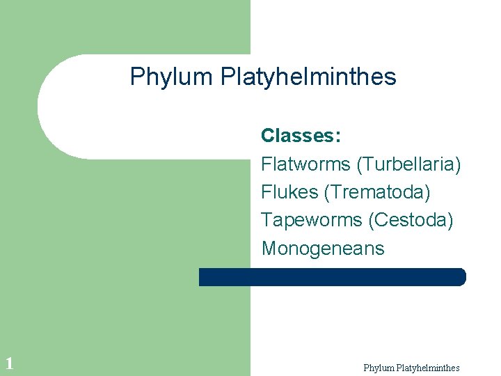 Phylum Platyhelminthes Classes: Flatworms (Turbellaria) Flukes (Trematoda) Tapeworms (Cestoda) Monogeneans 1 Phylum Platyhelminthes 