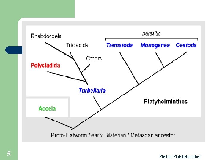 taxonómia phylum platyhelminthes az összes parazita diagnosztikája