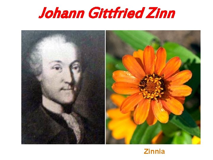 Johann Gittfried Zinnia 