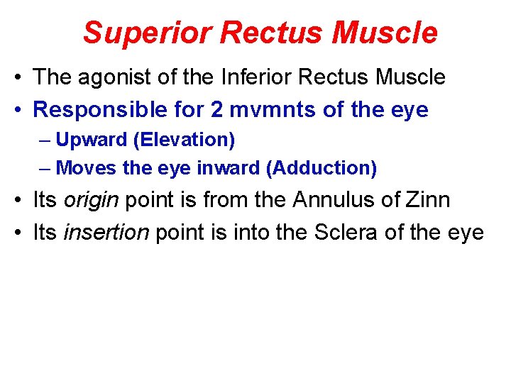 Superior Rectus Muscle • The agonist of the Inferior Rectus Muscle • Responsible for