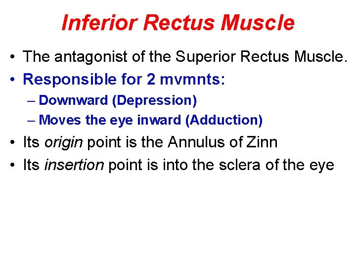 Inferior Rectus Muscle • The antagonist of the Superior Rectus Muscle. • Responsible for