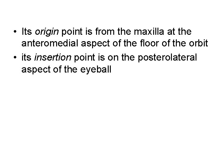  • Its origin point is from the maxilla at the anteromedial aspect of