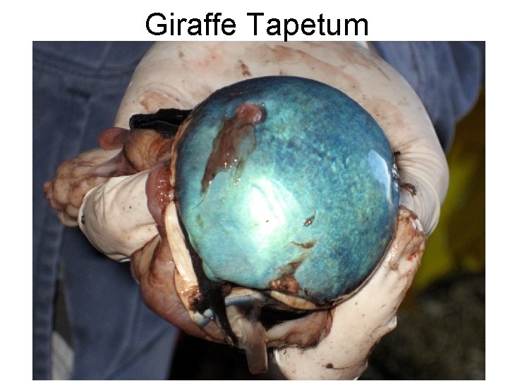 Giraffe Tapetum 