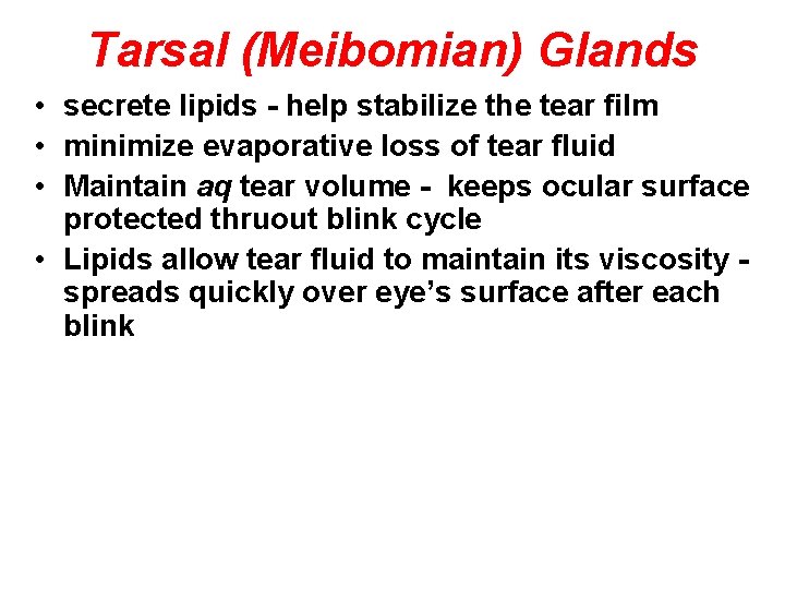 Tarsal (Meibomian) Glands • secrete lipids - help stabilize the tear film • minimize