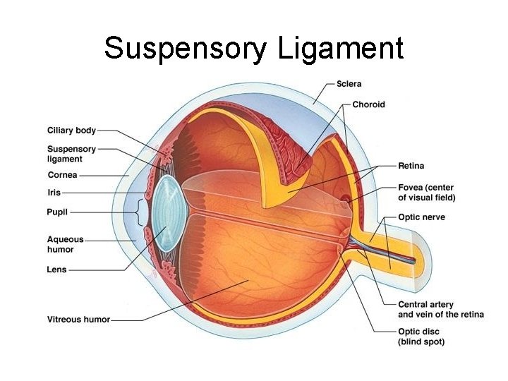 Suspensory Ligament 