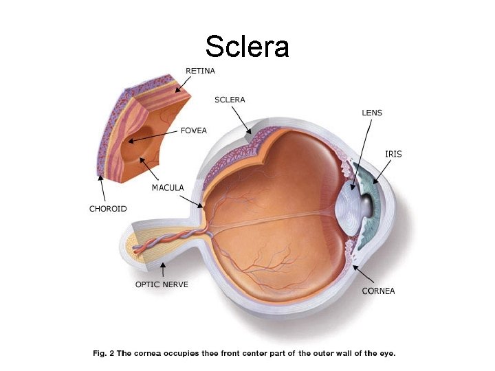 Sclera 