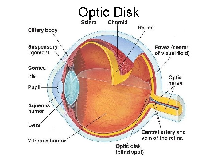 Optic Disk 