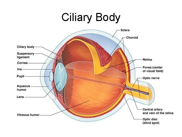 Ciliary Body 
