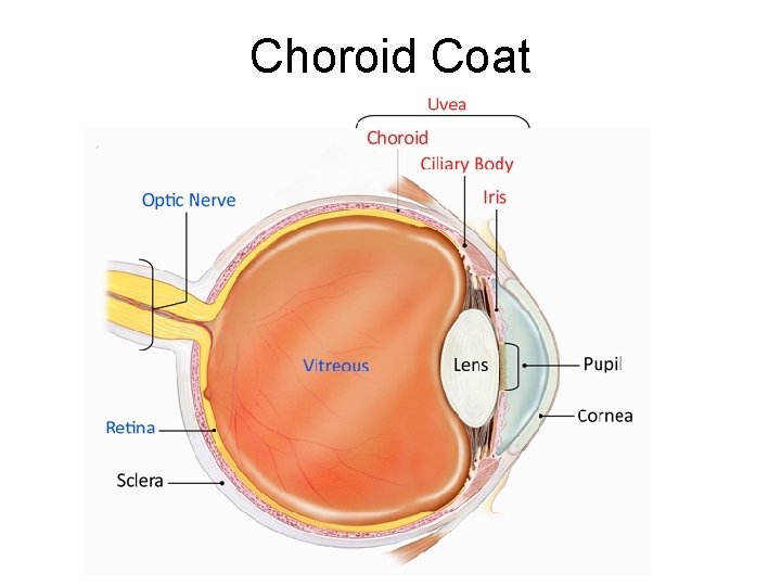 Choroid Coat 