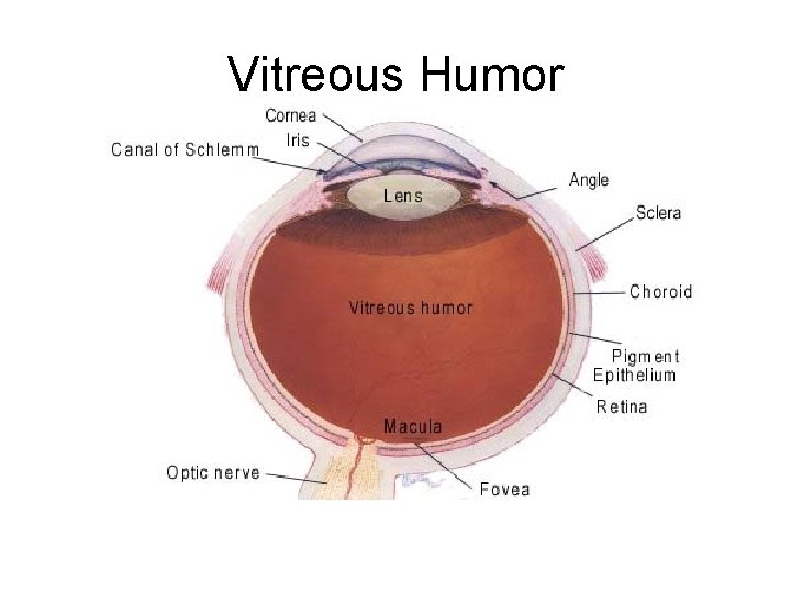 Vitreous Humor 