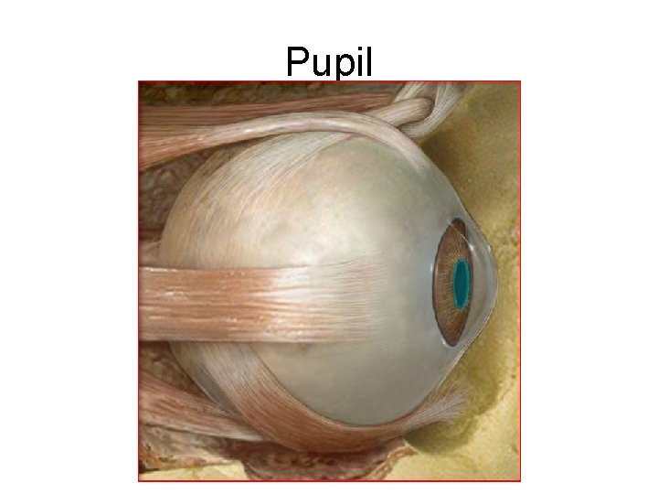Pupil 