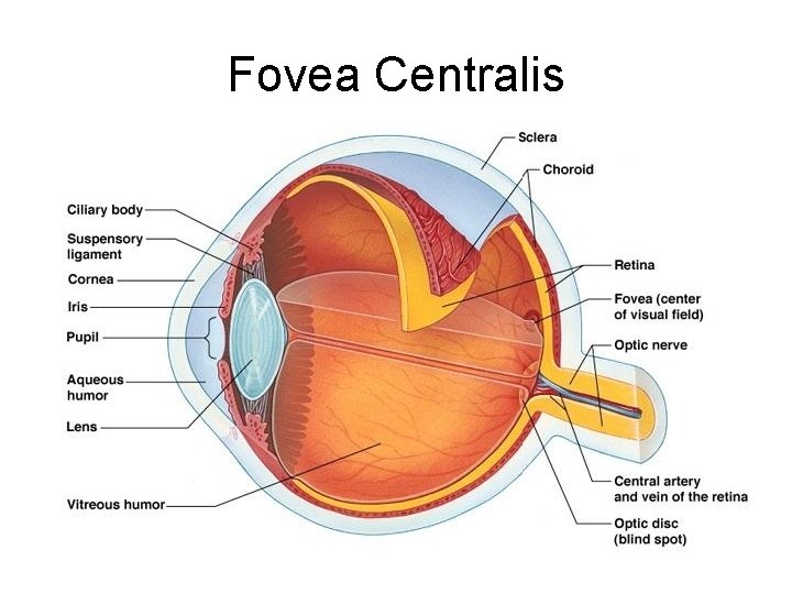 Fovea Centralis 