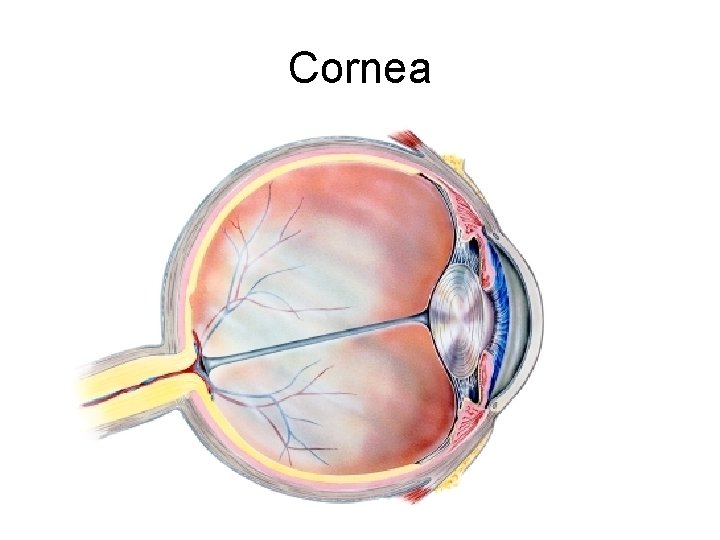 Cornea 