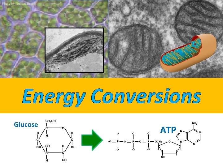 Photo by Thomas Dreps Energy Conversions Glucose ATP 