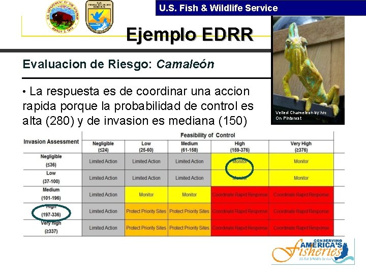 U. S. Fish & Wildlife Service Ejemplo EDRR Evaluacion de Riesgo: Camaleón • La