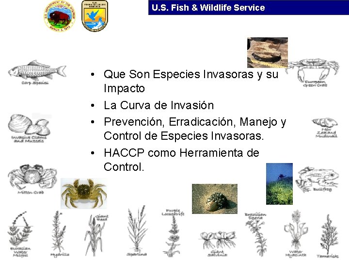 U. S. Fish & Wildlife Service • Que Son Especies Invasoras y su Impacto