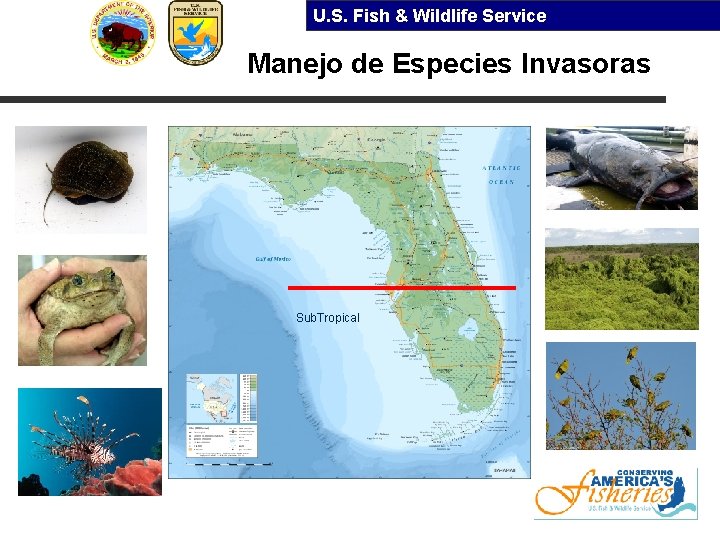U. S. Fish & Wildlife Service Manejo de Especies Invasoras Sub. Tropical 