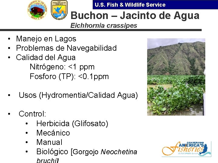 U. S. Fish & Wildlife Service Buchon – Jacinto de Agua Eichhornia crassipes •