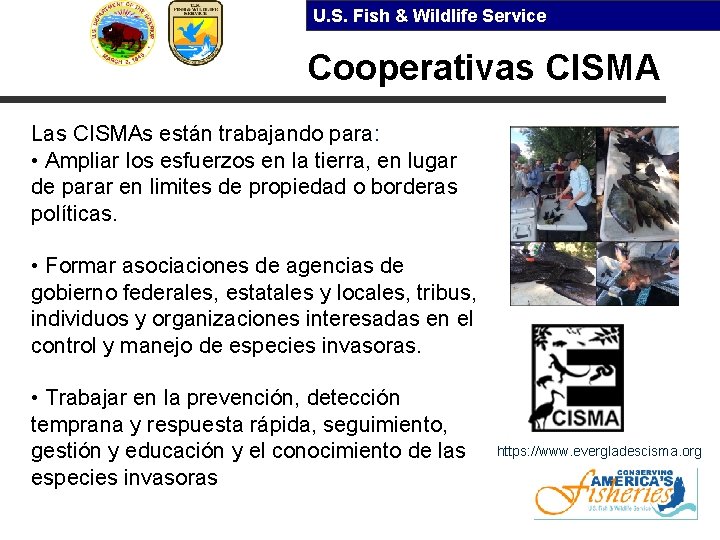U. S. Fish & Wildlife Service Cooperativas CISMA Las CISMAs están trabajando para: •