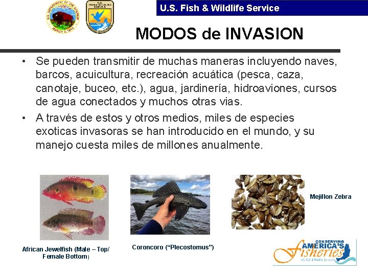 U. S. Fish & Wildlife Service MODOS de INVASION • Se pueden transmitir de