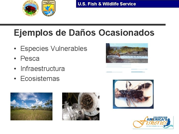 U. S. Fish & Wildlife Service Ejemplos de Daños Ocasionados • • Especies Vulnerables