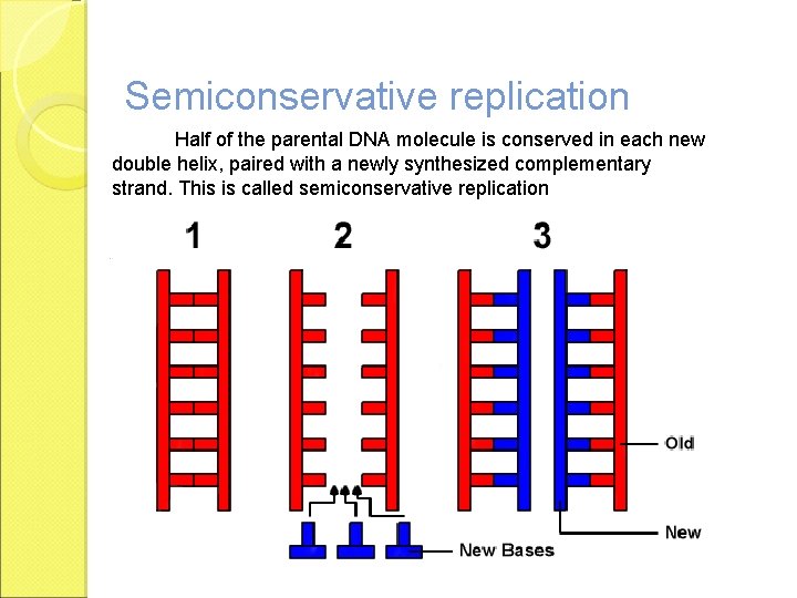 Semiconservative replication Half of the parental DNA molecule is conserved in each new double