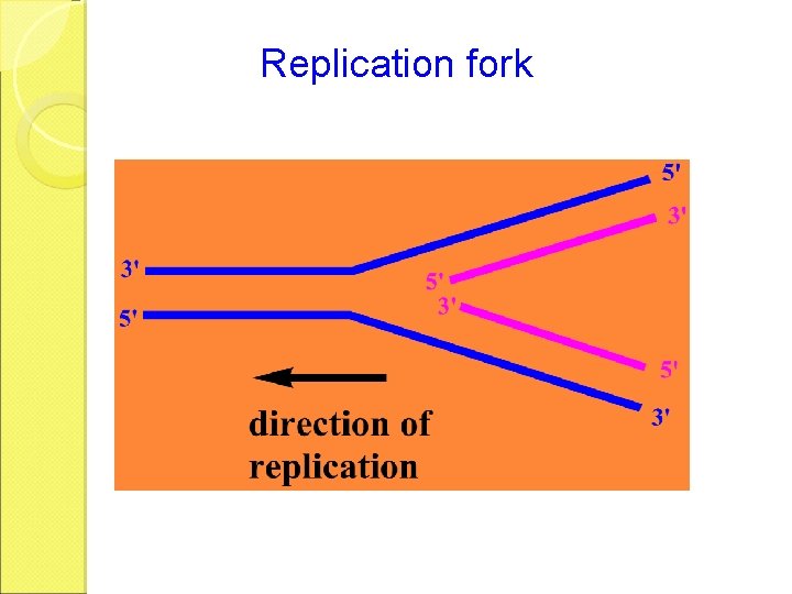 Replication fork 