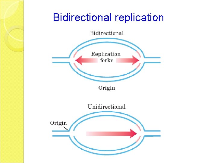 Bidirectional replication 
