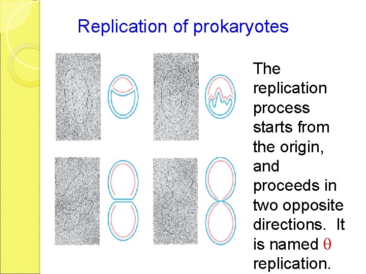 Replication of prokaryotes The replication process starts from the origin, and proceeds in two