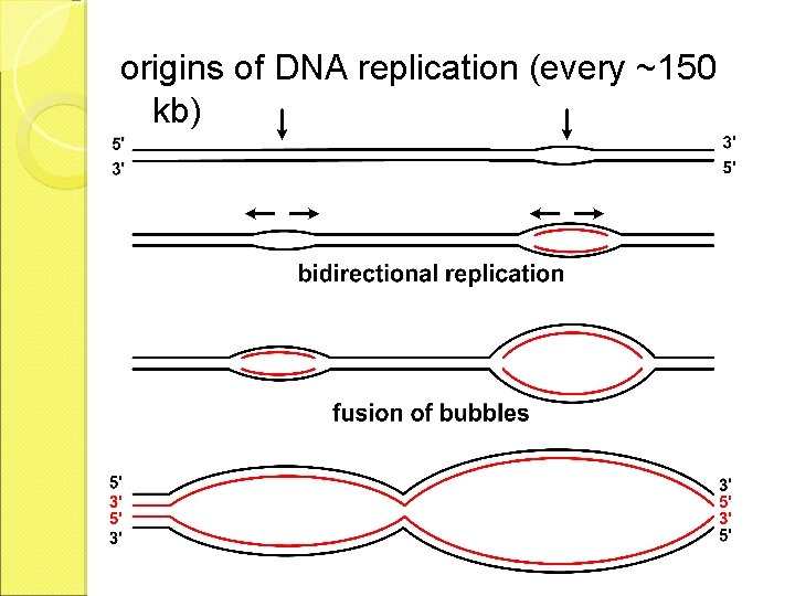 origins of DNA replication (every ~150 kb) 