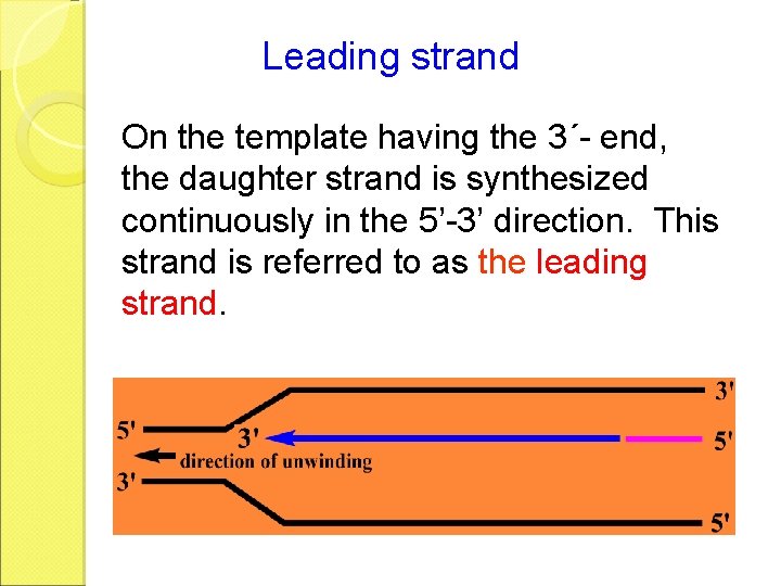 Leading strand On the template having the 3´- end, the daughter strand is synthesized