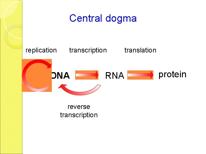 Central dogma replication transcription DNA reverse transcription RNA translation protein 