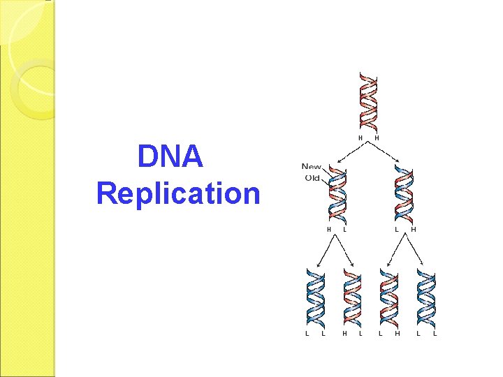 DNA Replication 