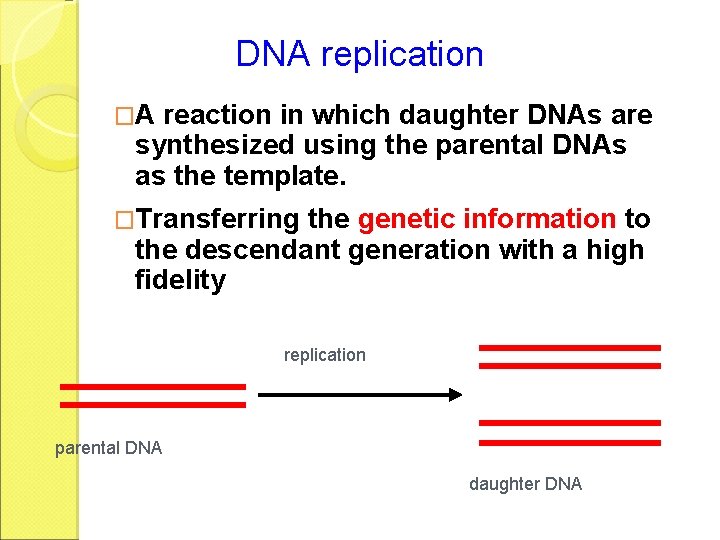 DNA replication �A reaction in which daughter DNAs are synthesized using the parental DNAs