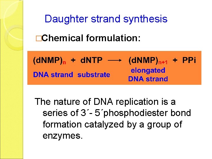 Daughter strand synthesis �Chemical formulation: The nature of DNA replication is a series of