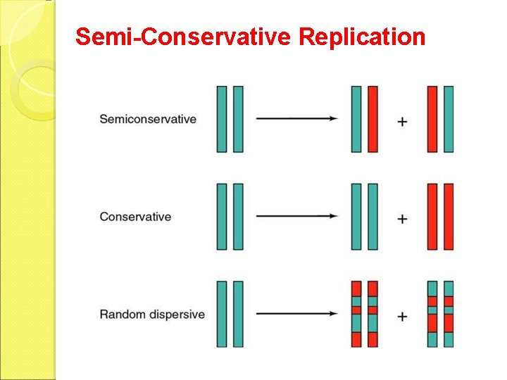 Semi-Conservative Replication 