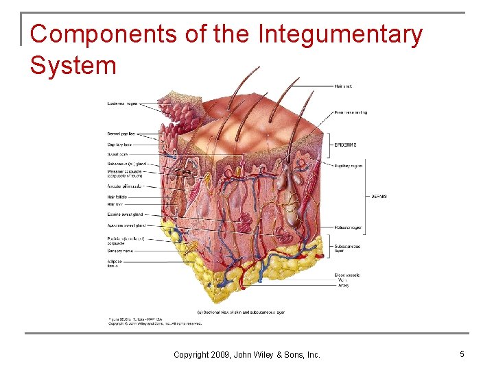 Chapter 5 The Integumentary System Copyright 2009 John