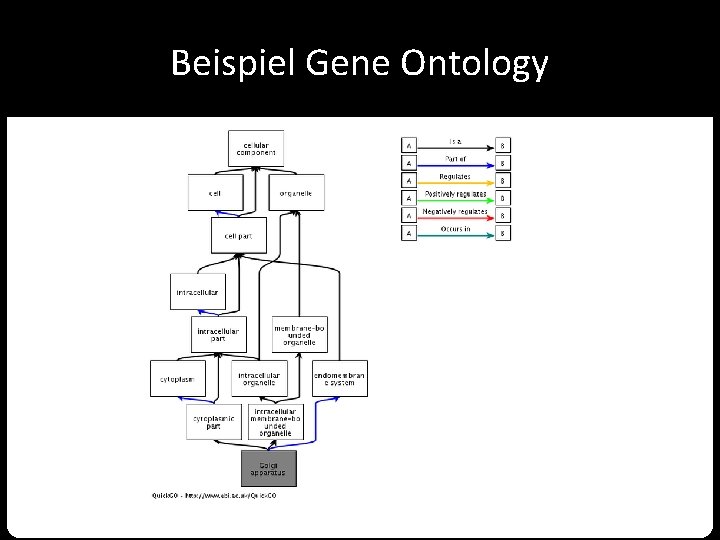 Beispiel Gene Ontology 