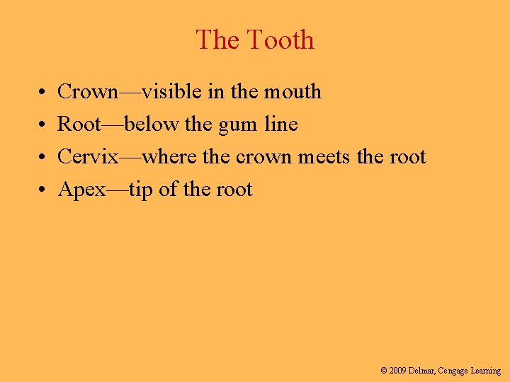 The Tooth • • Crown—visible in the mouth Root—below the gum line Cervix—where the