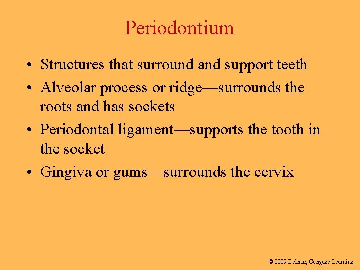 Periodontium • Structures that surround and support teeth • Alveolar process or ridge—surrounds the