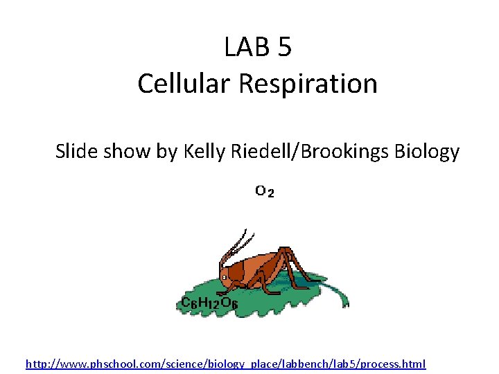 LAB 5 Cellular Respiration Slide show by Kelly Riedell/Brookings Biology http: //www. phschool. com/science/biology_place/labbench/lab