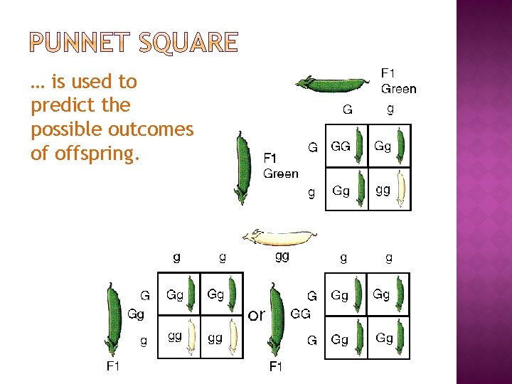 … is used to predict the possible outcomes of offspring. 