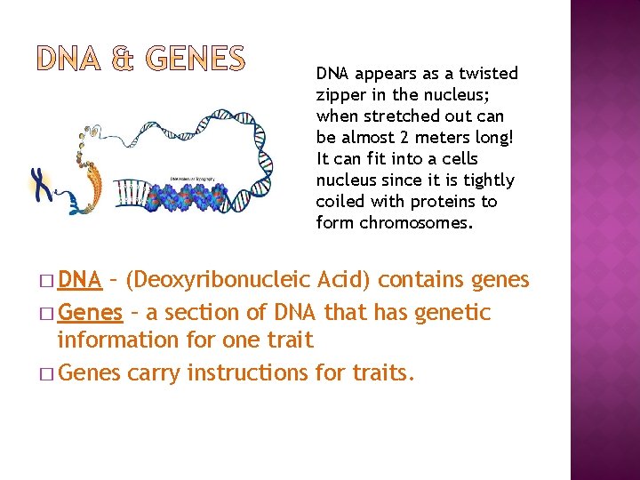 DNA appears as a twisted zipper in the nucleus; when stretched out can be