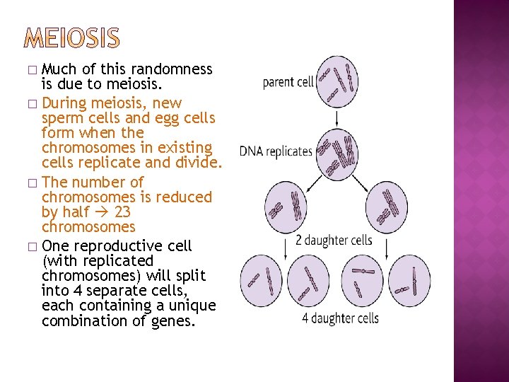 Much of this randomness is due to meiosis. � During meiosis, new sperm cells