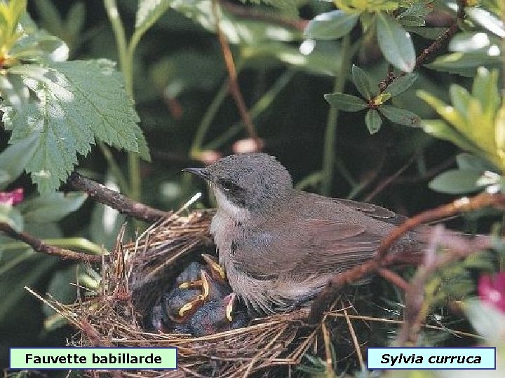 Fauvette babillarde Sylvia curruca 