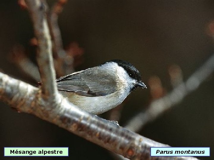 Mésange alpestre Parus montanus 