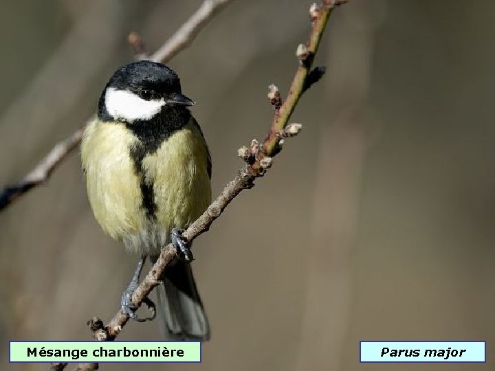 Mésange charbonnière Parus major 