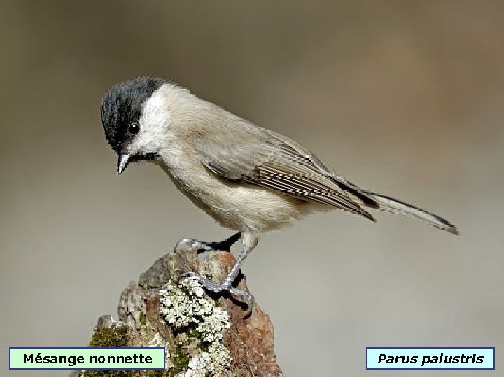 Mésange nonnette Parus palustris 